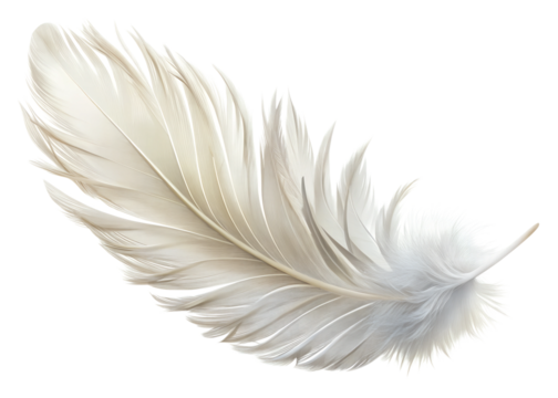 white feather isolated on white
