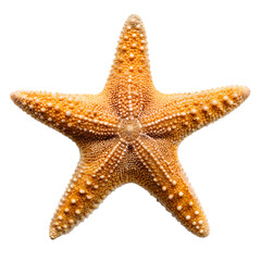 starfish isolated on white background