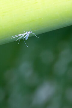 Werid white flying bug resting on green leaf