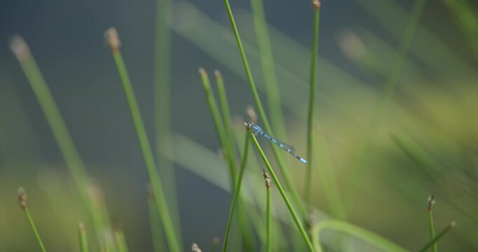 Familiar Bluet Damselfly