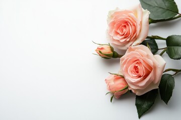 Beautiful pink roses arranged elegantly on a white surface showcasing their soft petals and green leaves. Generative AI