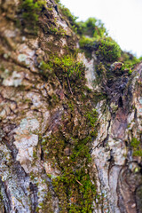 moss on tree