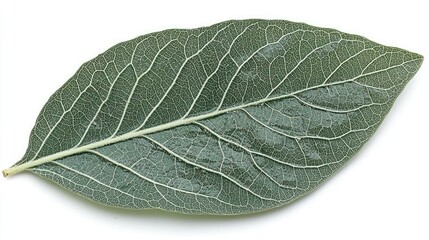 Obraz premium A Single Green Leaf Isolated On White Background