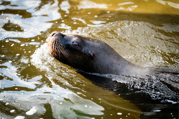 Otaria flavescens - South American sea lions