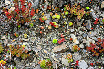 Colorful Alpine Succulents and Rocky Terrain