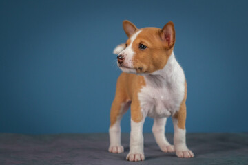 Basenji puppy on a blue background. Beautiful white and red dog