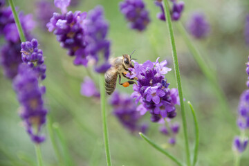 A honeybee gathers nectar from a vibrant purple lavender flower. The macro shot highlights the bee’s delicate wings, fuzzy body, and intricate floral structure.