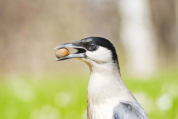 Fototapeta premium Magpie holds acorn in its beak while perched in natural setting under soft light