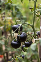 A ripe black tomato grows on a bush in the garden. Agriculture