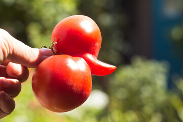 Aberrant Tomato. Funny deformed ripe tomato in a woman's hand