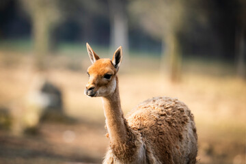 Lama vicugna is resting at farmer ranch. Soft wool by lama produce