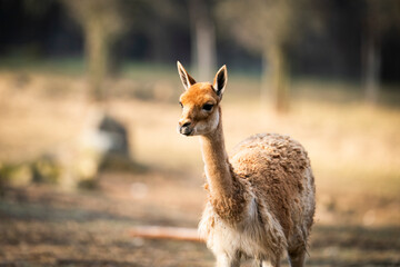 Lama vicugna is resting at farmer ranch. Soft wool by lama produce