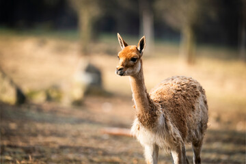 cute Lama vicugna, amazing portrait © dogphotos