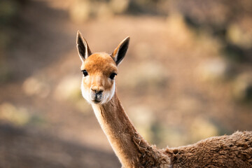 Vicugna amazing photography of head 