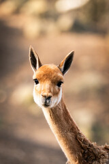 Lama vicugna is resting at farmer ranch. Detail of head
