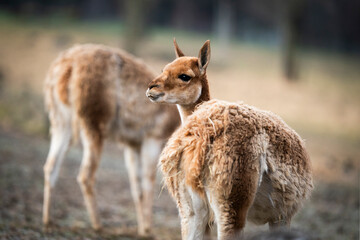 Lama Vicuna portrait in the nature
