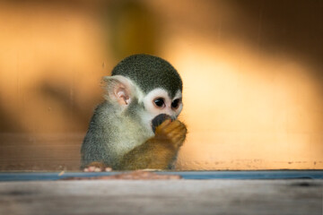 Close-up of a South American squirrel monkey (Saimiri sciureus) eating fruit in a zoological park, detail of head