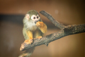 Close-up of a South American squirrel monkey (Saimiri sciureus) eating fruit in a zoological park