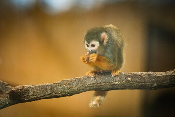 Close-up of a South American squirrel monkey (Saimiri sciureus) eating fruit in a zoological park