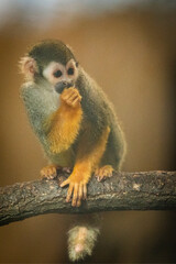 Close-up of a South American squirrel monkey (Saimiri sciureus) eating fruit in a zoological park