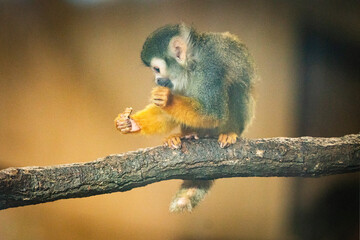 Close-up of a South American squirrel monkey (Saimiri sciureus) eating fruit in a zoological park