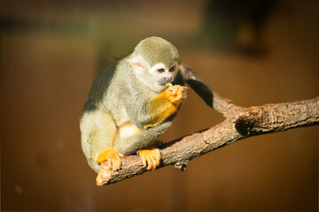 Close-up of a South American squirrel monkey (Saimiri sciureus) eating fruit in a zoological park