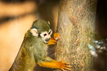 Close-up of a South American squirrel monkey (Saimiri sciureus) eating fruit in a zoological park