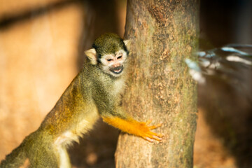lovely and happy smile a South American squirrel monkey (Saimiri sciureus) eating fruit in a zoological park