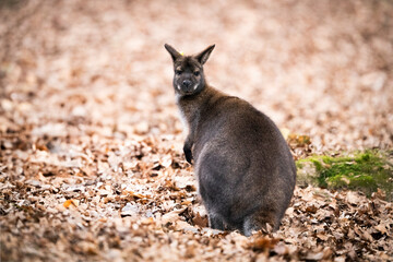 The red-necked wallaby, Bennett's wallaby (Notamacropus rufogriseus) kangaoo in the zoo park 