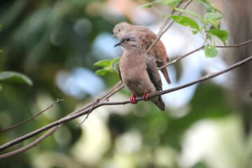 ave - rolinha roxa - Columbina talpacoti	

