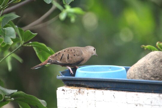 ave - rolinha roxa - Columbina talpacoti	
