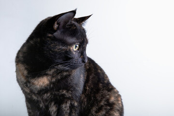 Black cat portrait. Portrait of a cat on a white background. 