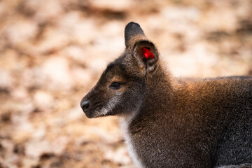Naklejka premium The red-necked wallaby, Bennett's wallaby (Notamacropus rufogriseus) kangaoo detail of head in the zoo park 
