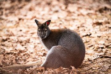 Red-necked wallaby (Notamacropus rufogriseus) in the zoo park
