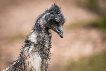 Extreme closeup portrait of Emu