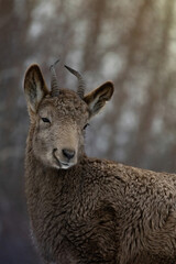 Female Siberian ibex (Capra sibirica) . Wildlife animal.