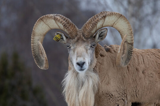 Transcaspian urial (Ovis orientalis arkal). Wild life animal.