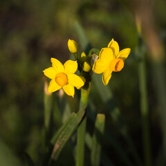 Yellow Multifloral Daffodils Grand Soleil d'Or (Tazetta Daffodil), blooming spring flowers in the garden
