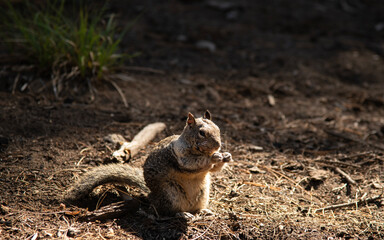 Squirrel in Mariposa Grove, Yosemite