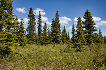 Field with green pine trees and plants on a sunny spring day in interior Alaska.