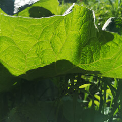 Burdock Leaf Close-Up, Sunlit Green Textures