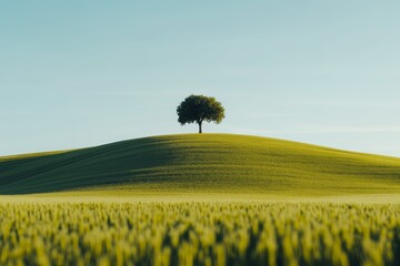 Lone tree on rolling hill at sunset with clear sky