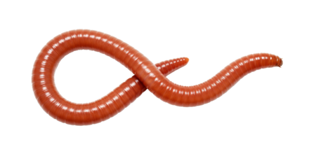 Red Earthworm On Transparent Background 