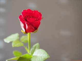 Eine rote Rose zum Valentinstag
