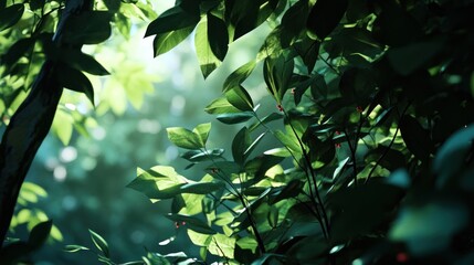 Obraz premium Sunlight filters through lush green leaves creating a serene forest scene