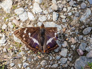 Purple Emperor Butterfly. Wings Open