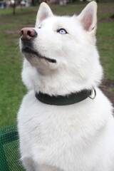 Nice Husky in the park.
