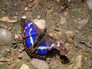 Purple Emperor Butterfly. Wings Open