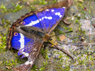 Purple Emperor Butterfly. Wings Open