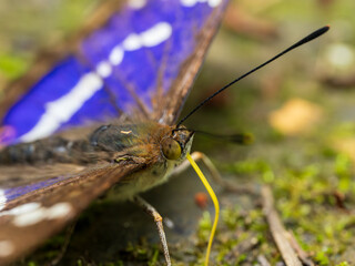 Purple Emperor Butterfly. Wings Open